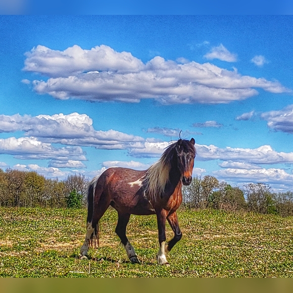 Decor pillow With God all is Possible horse westen brown blue - Picture 7 of 7